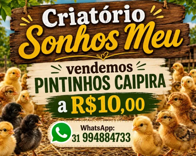 Pintinhos caipira