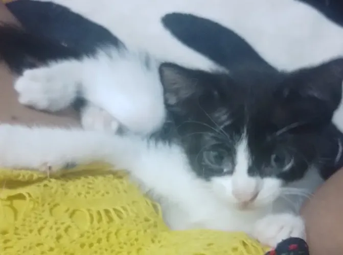Gatos lindos para adoção