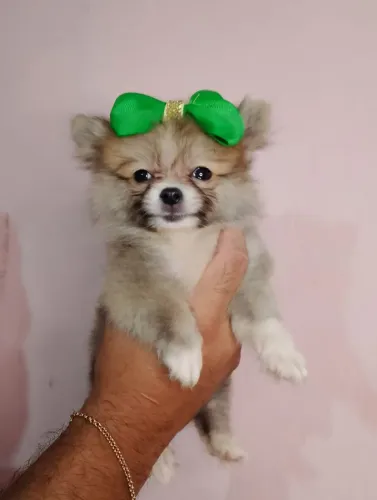 Lulu da Pomerânia Fêmea 