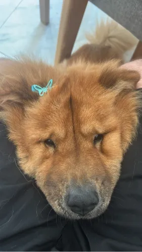 Adoção 2 Chow-chow fêmeas e mansas 