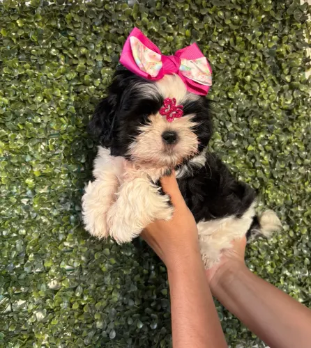 Shihtzu macho e fêmea
