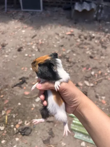 Porquinho da índia 