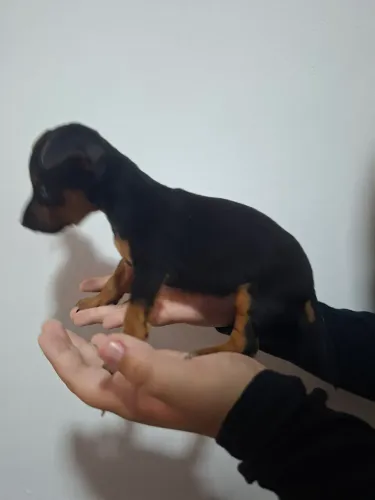 Pinscher Fêmea