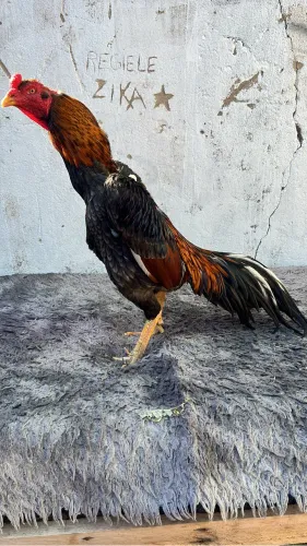 Galos mura 