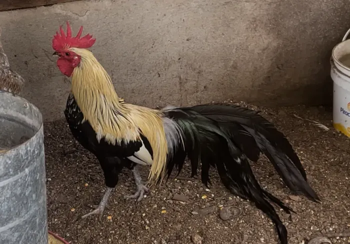 Galo fênix