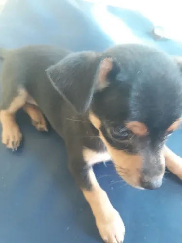 Pinscher nr 1 FÊMEA, linda e brincalhona