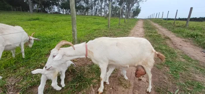 Vendo cabra