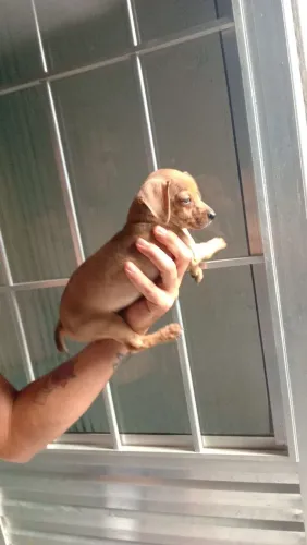 Pinscher fêmea