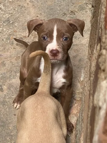 filhote de pitbull
