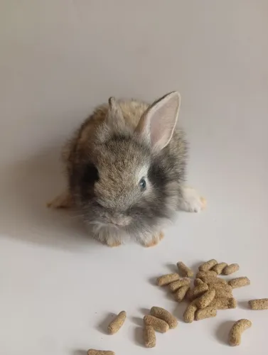 Vendo coelhos