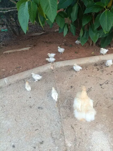 Vende-se pintinhos de galinha japonesa sedosa