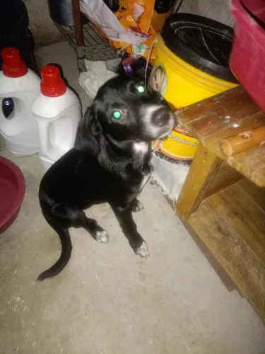 Filhote de cachorra para adoção
