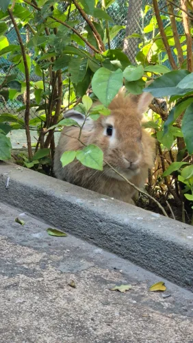 Mini lionhead