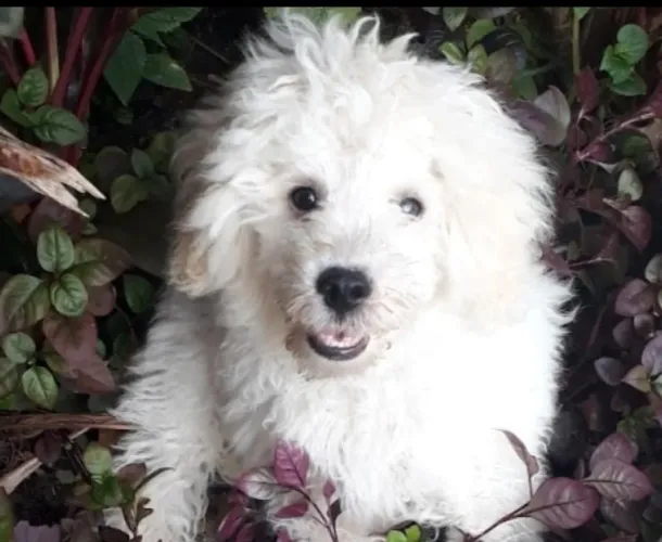 Poodle pra cruza cobro 150 reais e deixo os filhotes pra você