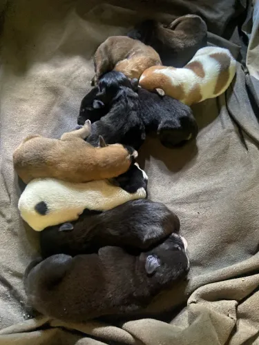 ADOÇÃO CACHORRINHOS URGENTE