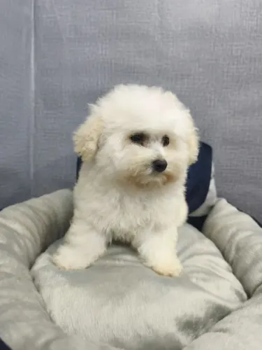 Poodle macho