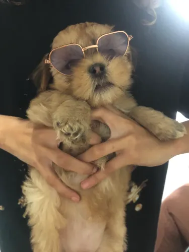 Cachorro shih tzu