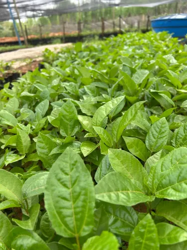 Mudas de Maracujá