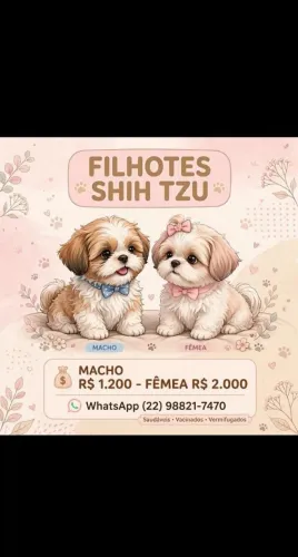 Filhotes de shitzu