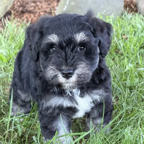 Schnauzer Miniatura: Elegância,vivacidade e fidelidade em um só cão.
