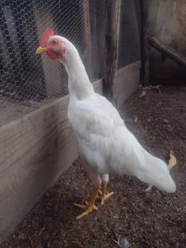 Frango caipira