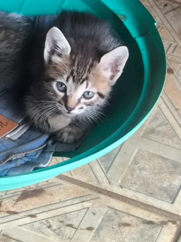 Me adota FEMEA - GARAVELO.
