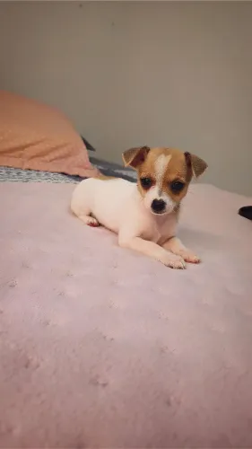 Pinscher fêmea n1