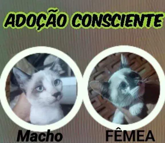Gatinhos para adoção 