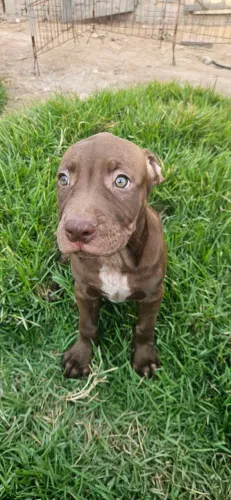 Vende - se Pit Monster