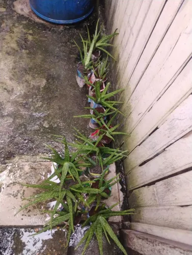 Mudas de plantas 