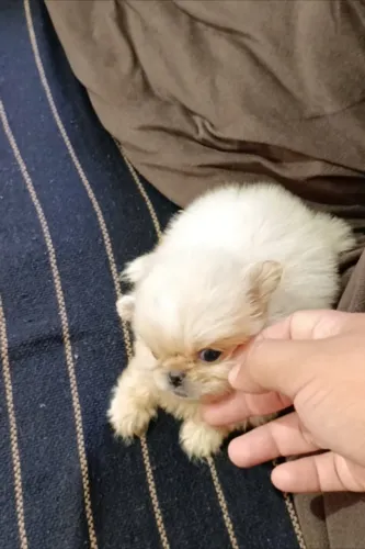 Rostinho de príncipe lulu da pomerãnia micro padrão internacional pedigree incluso já