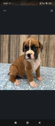 Boxer | Filhote com carisma especial