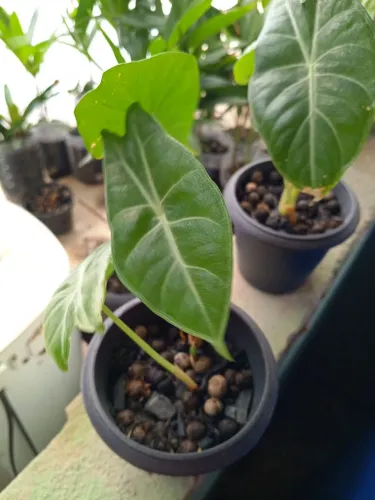 Vasinho de muda de alocasia