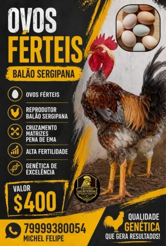 Ovos férteis da Balão Sergipana 
