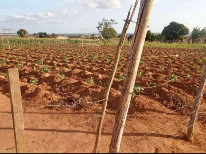 Terra em Arapiraca