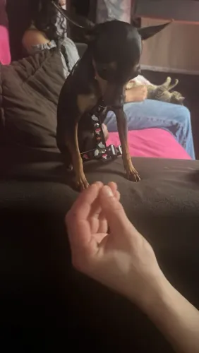 Femez pinscher zero purissina  c 6meses 