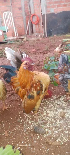 Galos e frangos serama 
