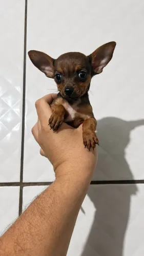 Filhote de Pinscher Macho Micro - Zero