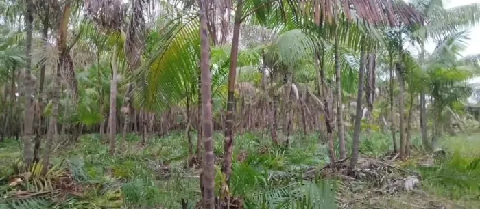 AÇAIZAL EM SANTO ANTÔNIO DO TAUA 60 KM DE BELÉM 