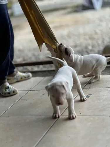 Filhotes Dogo Argentino