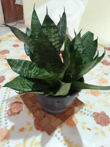 Plantas ornamentais