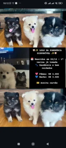 Lulu da Pomerânia Disponível 