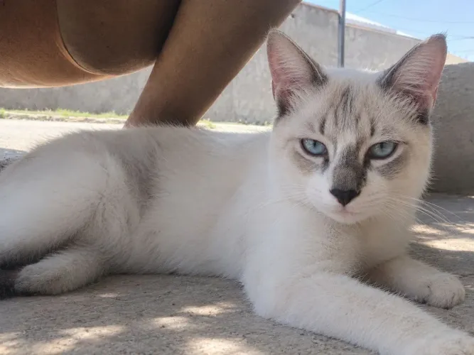 Gatinho dócil 6 meses para adoção responsável