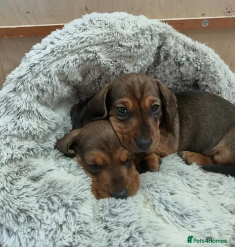 Bebezinho Teckel/Dachshund/Salsicha/Salsichinha/Basset/Cofap sociáveis e fofos