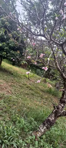 Atendente de Lavanderia