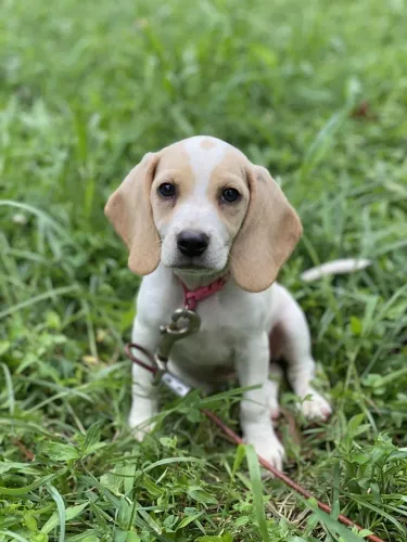 Filhote de beagle o parceiro que leva alegria pra todo lugar