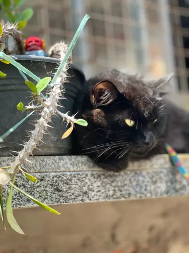 Preciso de um namorado pra minha gatinha