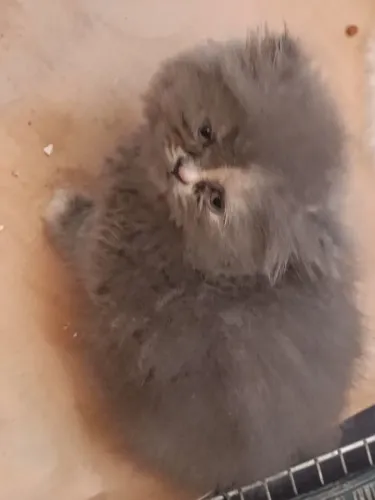 Vendo linda gata perca de linhagem pura