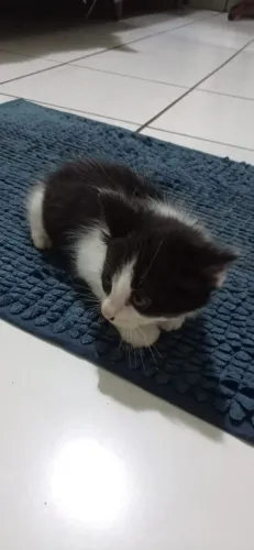 Filhote de Gato Siamês p/ Adoção