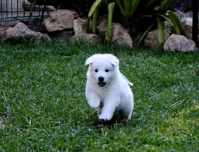 Pastor Branco Suiço